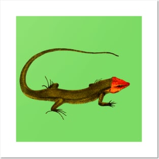 lizard Posters and Art